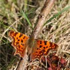 C-Falter (Polygonia c-album).