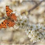 c-falter (polygonia c-album)....