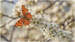 c-falter (polygonia c-album)....