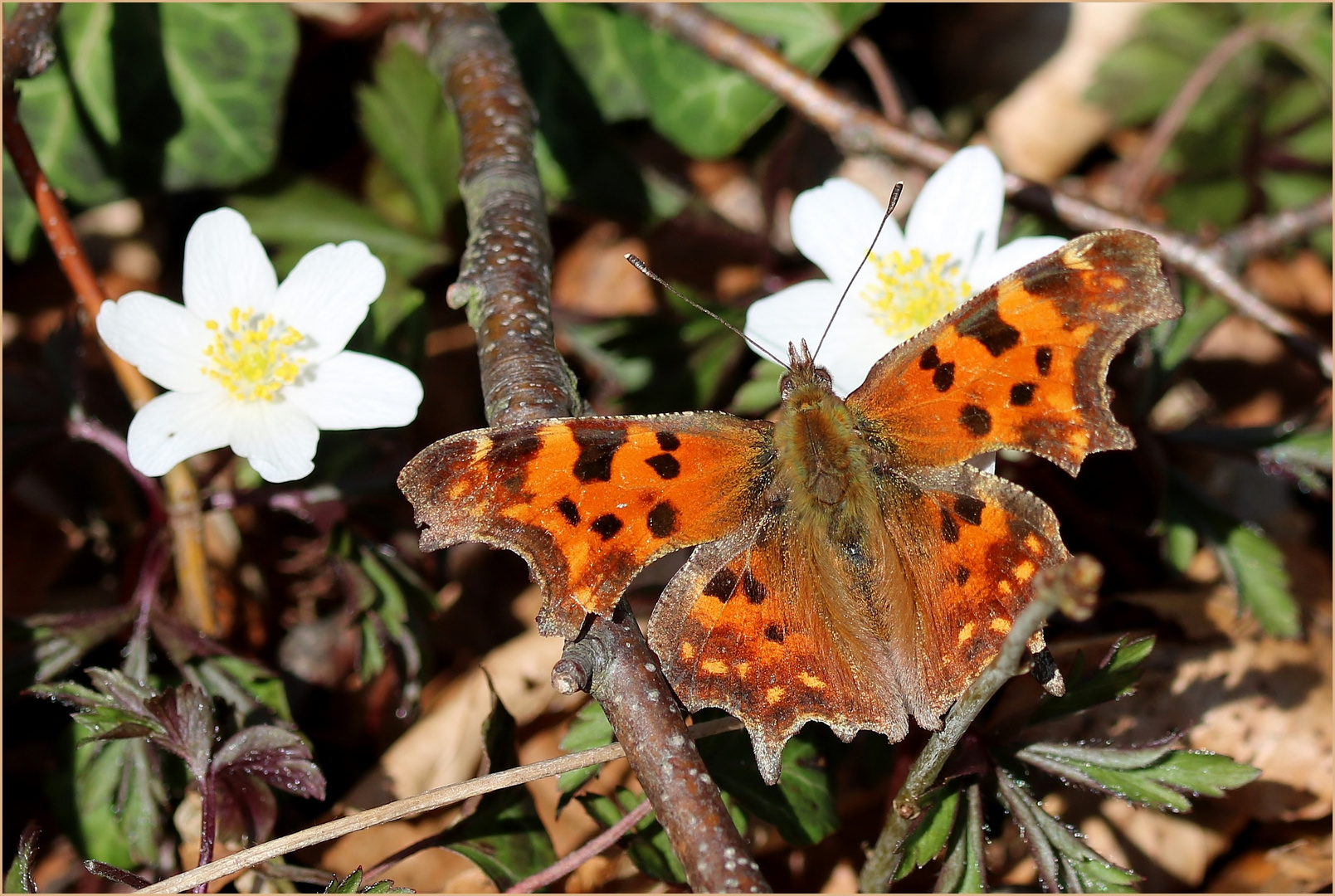 C-Falter (Polygonia c-album).