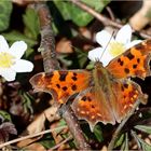 C-Falter (Polygonia c-album).