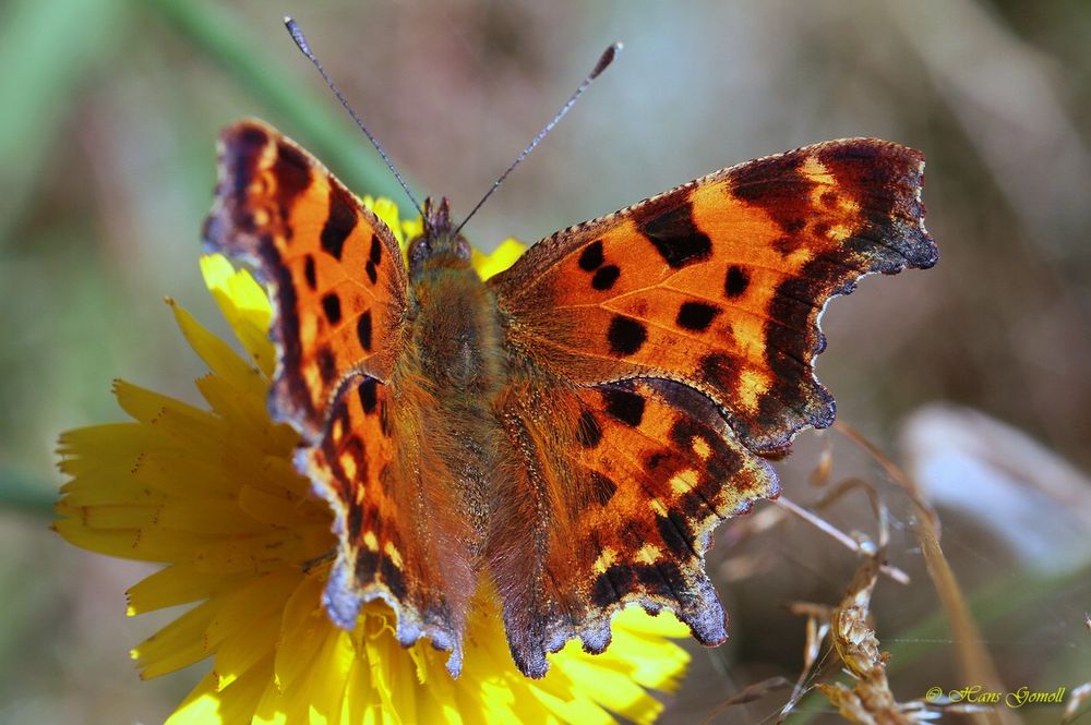 C-Falter (Polygonia c-album)