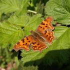 C-Falter (Polygonia c-album)