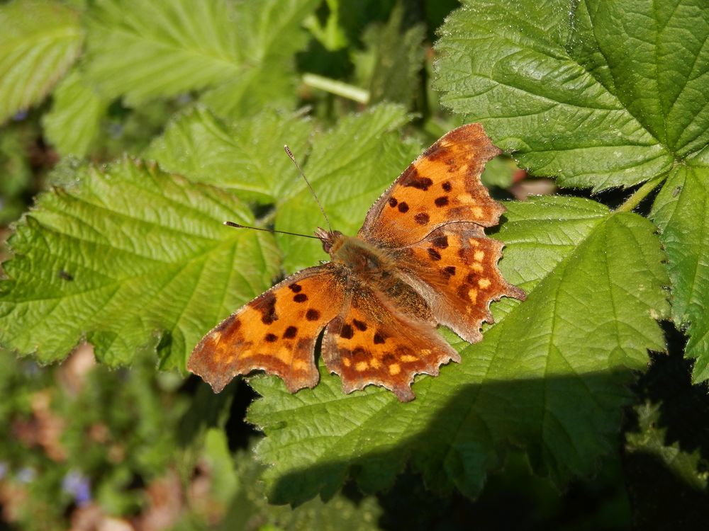 C-Falter (Polygonia c-album)
