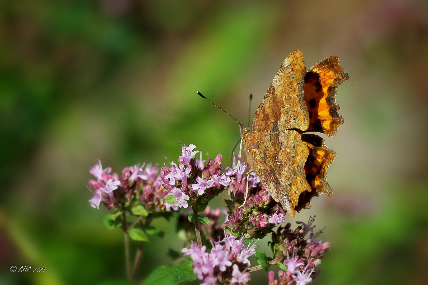 C-Falter (Polygonia c-album)