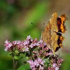 C-Falter (Polygonia c-album)