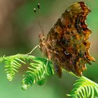 C-Falter (Polygonia c-album)