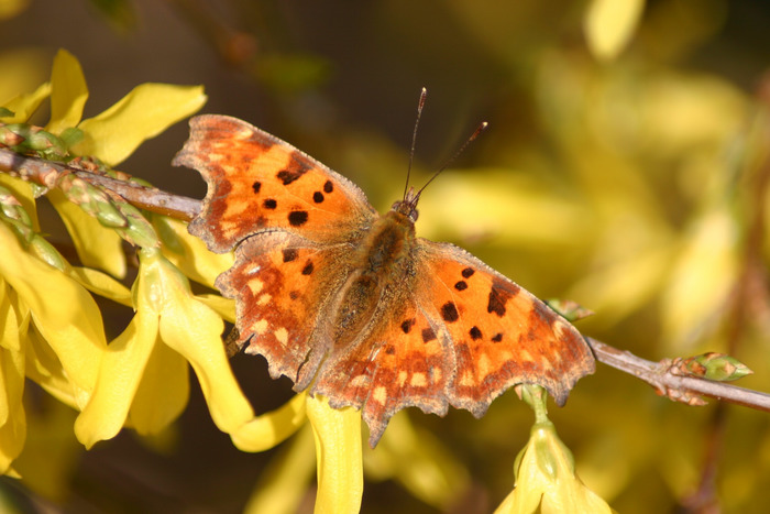 C-Falter (Polygonia c-album)