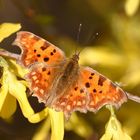 C-Falter (Polygonia c-album)