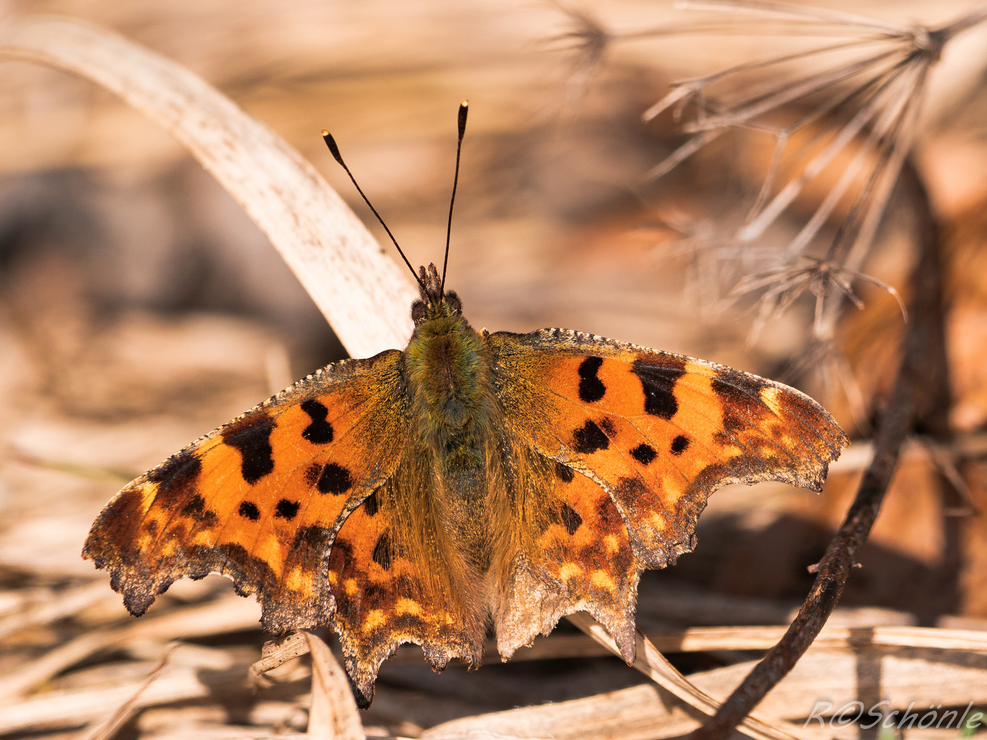 C-Falter (Polygonia c-album)