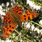 --- C-Falter (Polygonia c-album) ---