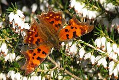 --- C-Falter (Polygonia c-album) ---