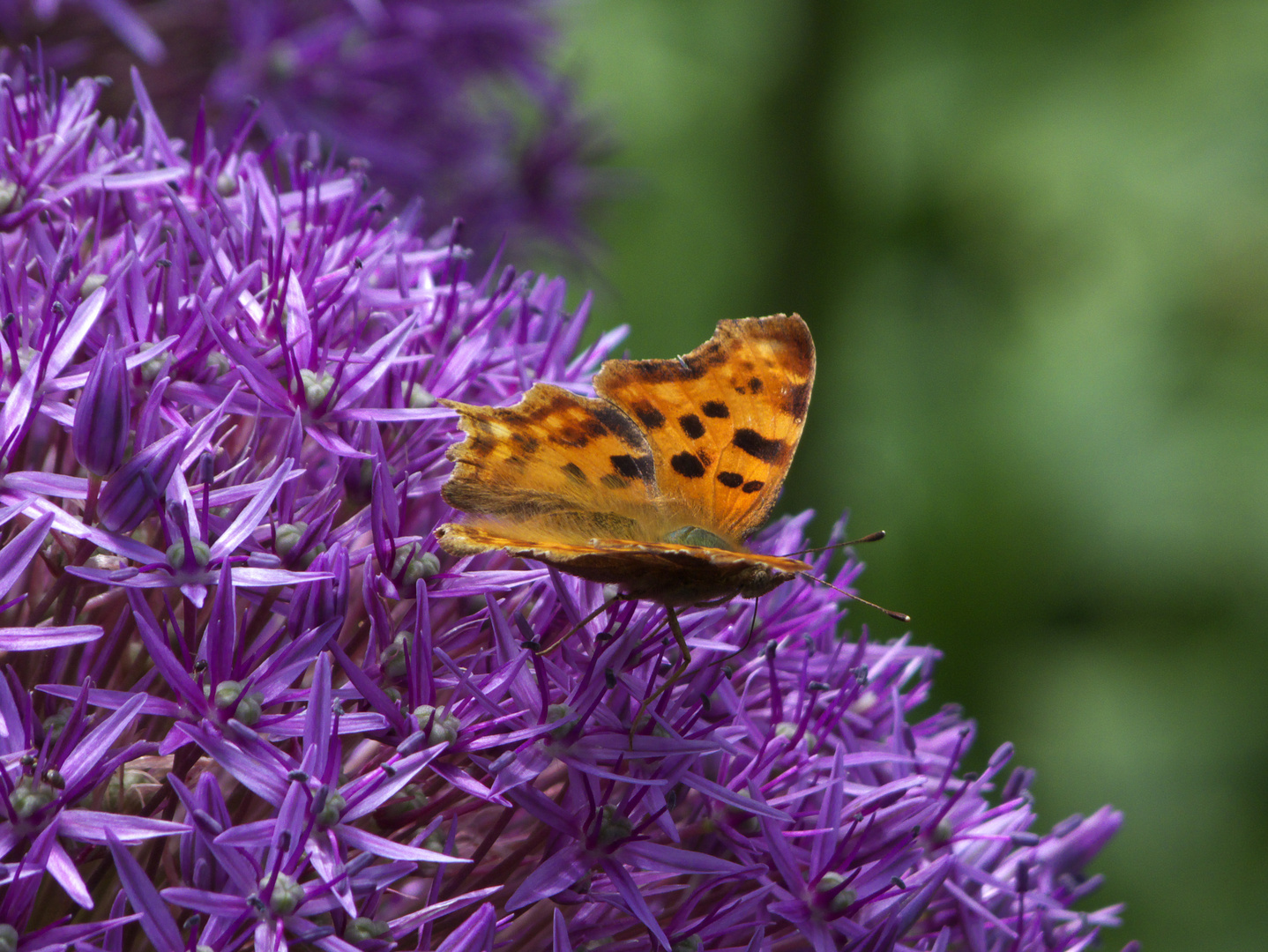 C-Falter (Polygonia c-album), auf Allium- Blüte