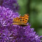 C-Falter (Polygonia c-album), auf Allium- Blüte