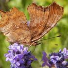 C-Falter (Polygonia c-album) auf Lavendel