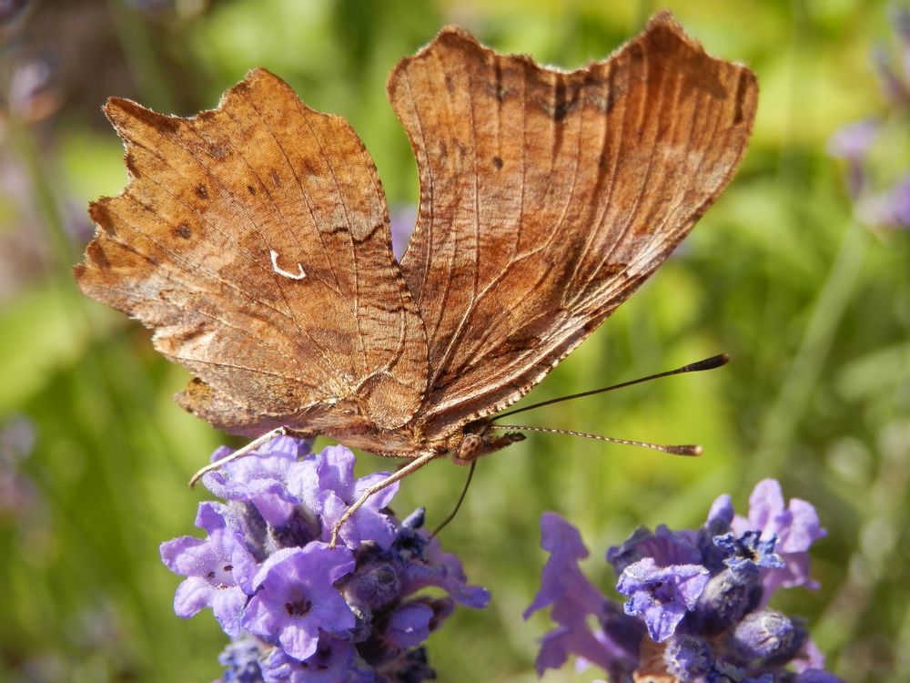 C-Falter (Polygonia c-album) auf Lavendel