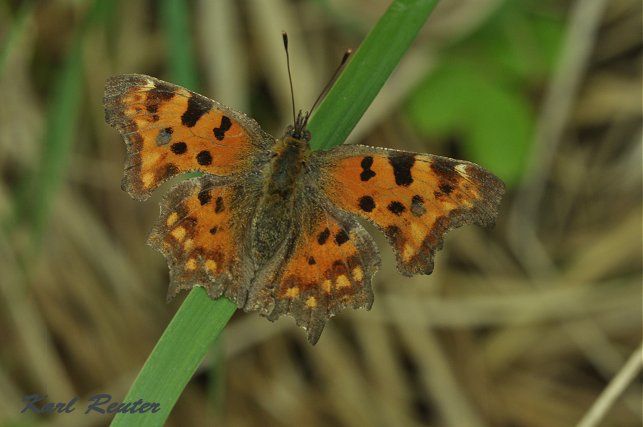 C- Falter (Polygonia c- album)