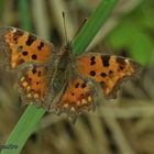 C- Falter (Polygonia c- album)