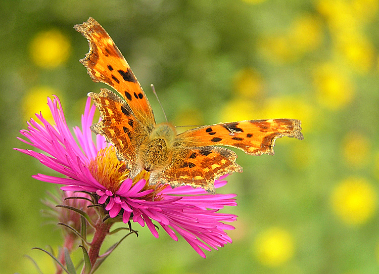 C-Falter - Polygonia C-album