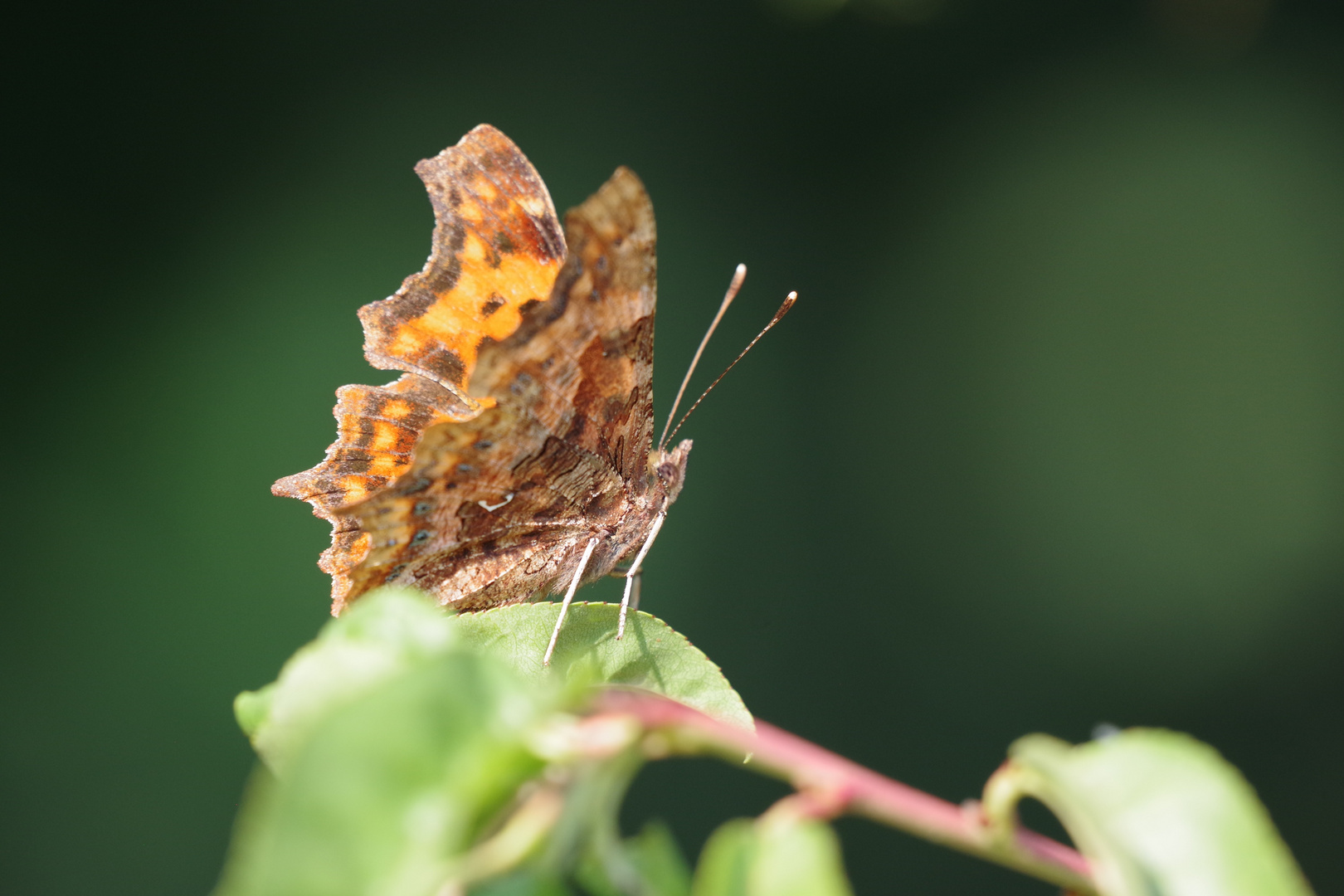 C-Falter (Polygonia c-album)