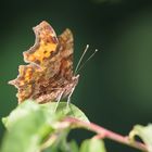 C-Falter (Polygonia c-album)