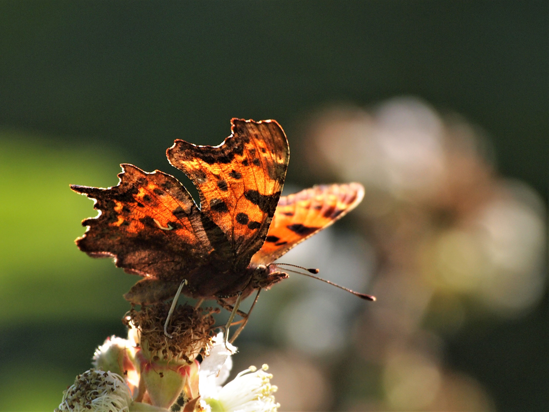 C-Falter (Polygonia c-album)