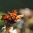 C-Falter (Polygonia c-album)