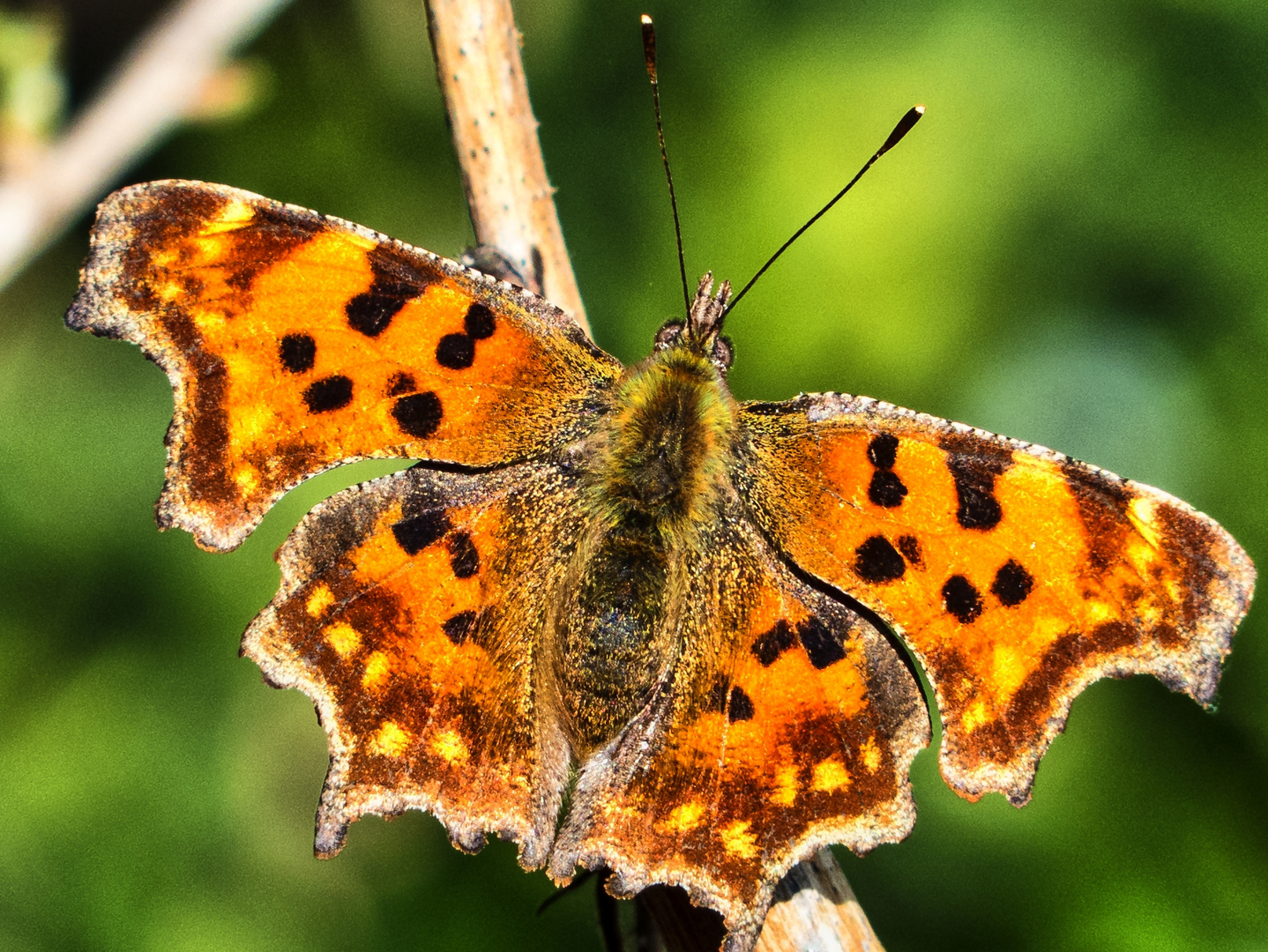 C-Falter (Polygonia c-album)