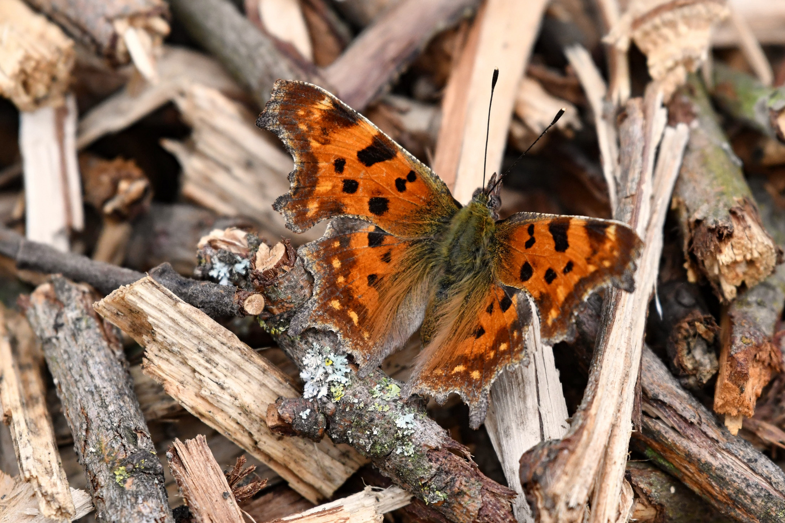 C- Falter (Polygonia c-Album )