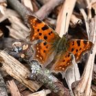 C- Falter (Polygonia c-Album )