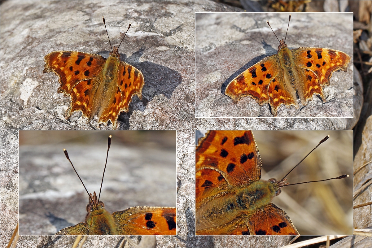 C-Falter (Polygonia c-album) beim Aufwärmen