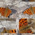 C-Falter (Polygonia c-album) beim Aufwärmen