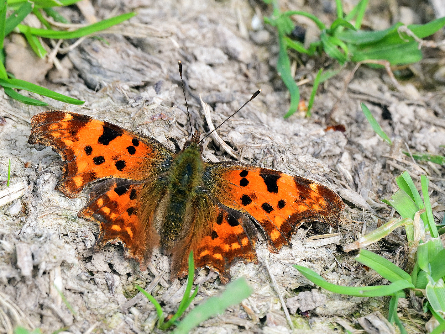 C Falter, (Polygonia c-album), C-blanca