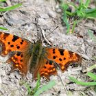 C Falter, (Polygonia c-album), C-blanca