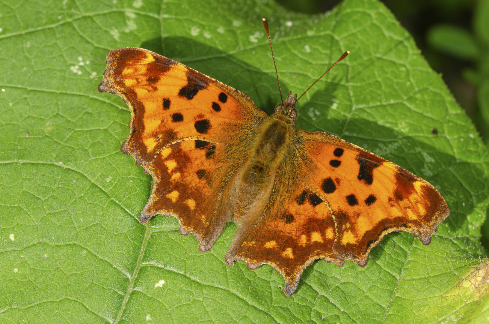 C-Falter (Polygonia c-album)