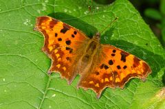 C-Falter (Polygonia c-album)