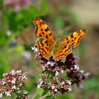 C-Falter (Polygonia c-album)