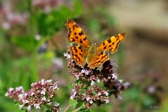 C-Falter (Polygonia c-album)