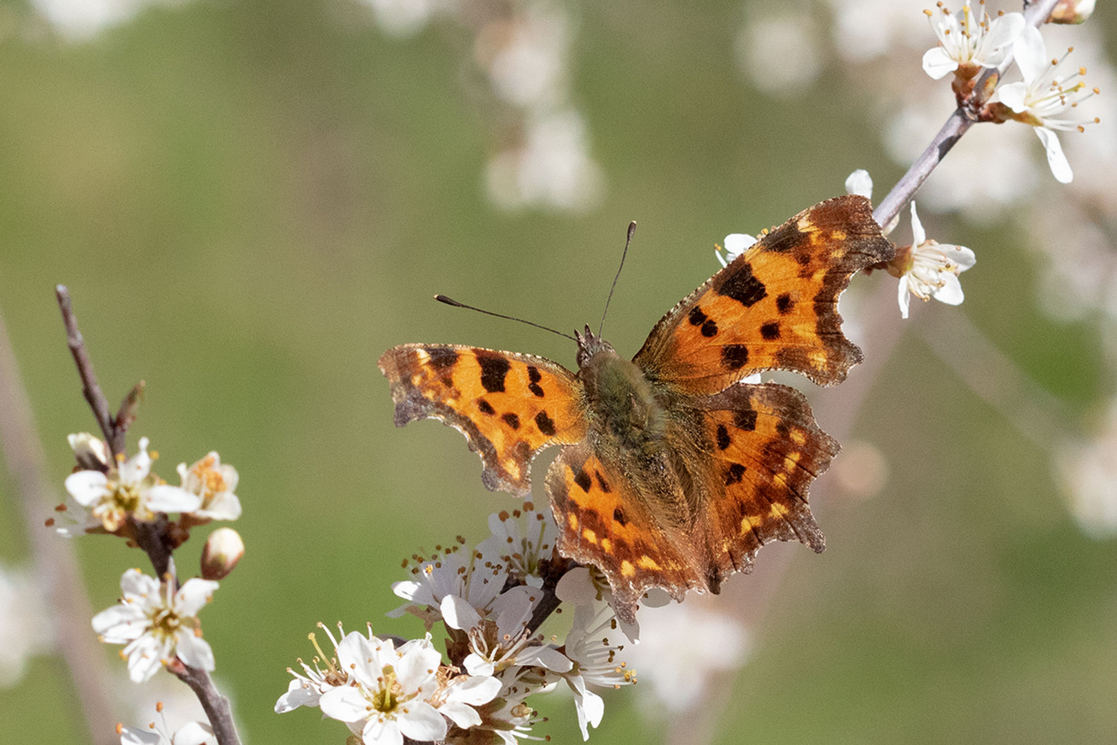 C-Falter (Polygonia c-album)