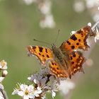 C-Falter (Polygonia c-album)