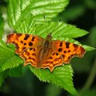 C-Falter, Polygonia c-album, Comma  