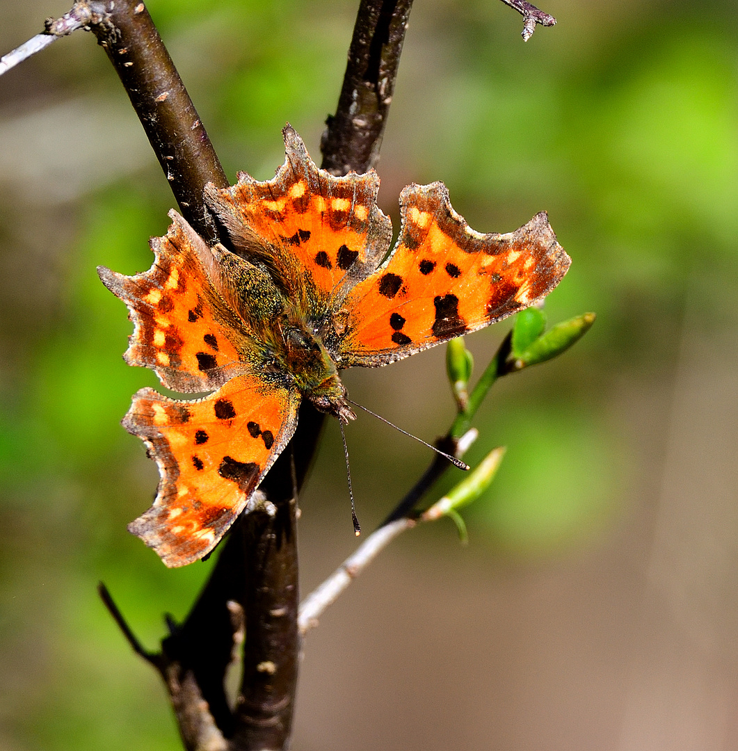 C-Falter, (Polygonia c-album), comma, C-blanca