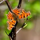 C-Falter, (Polygonia c-album), comma, C-blanca