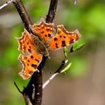 C-Falter, (Polygonia c-album), comma, C-blanca