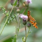  C-Falter Polygonia c-album 