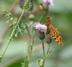  C-Falter Polygonia c-album 