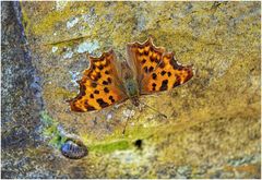 C-Falter (Polygonia c-album) ....