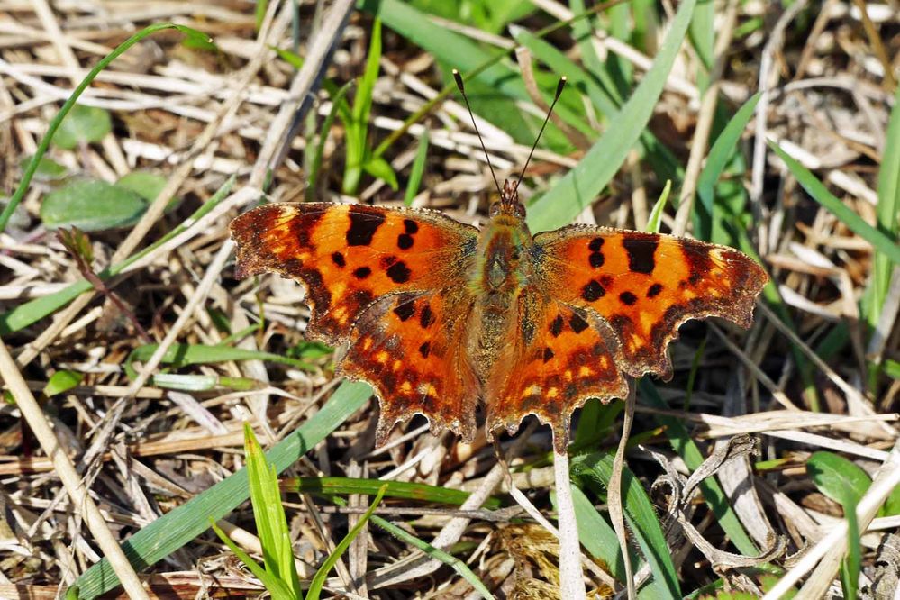 C-Falter, Polygonia C-Album