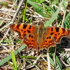 C-Falter, Polygonia C-Album