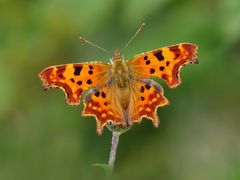 C-Falter (Polygonia c-album)